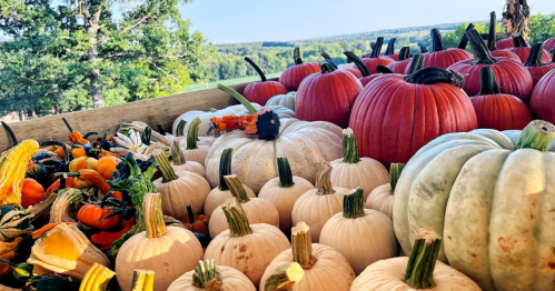 A variety of colorful pumpkins and gourds arranged in a wooden crate, set against a scenic landscape.