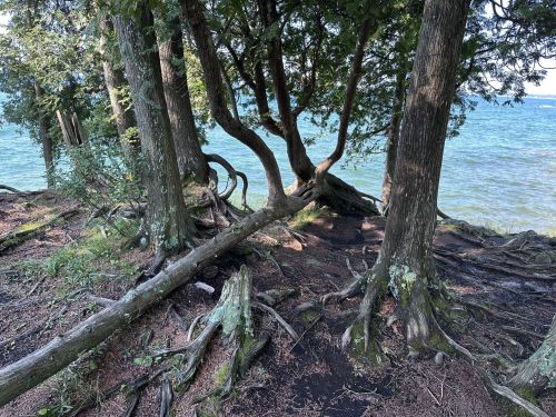 A serene lakeside scene with trees and exposed roots, overlooking calm blue water under a clear sky.