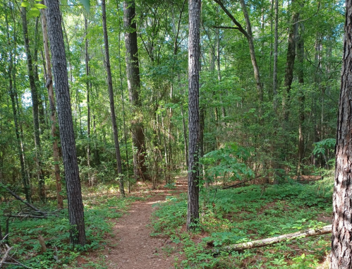 A winding dirt path through a lush green forest with tall trees and dense underbrush.