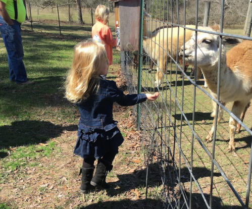 A young girl in a denim jacket reaches through a fence to feed a sheep on a sunny day at a farm.