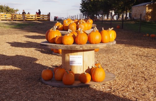 A wooden display holds numerous bright orange pumpkins in a farm setting, surrounded by a rustic landscape.