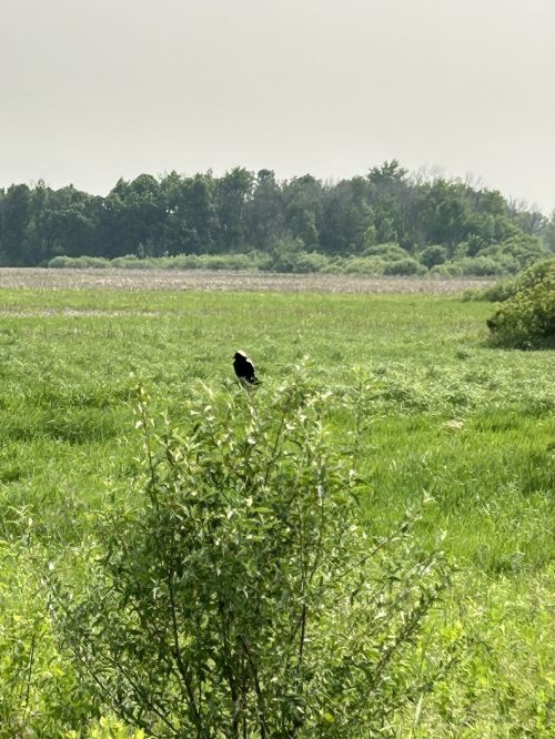 A black bird perched on a bush in a lush green field with trees in the background under a hazy sky.