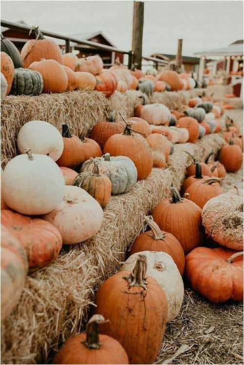 A rustic display of various pumpkins in shades of orange, white, and green stacked on hay bales at a farm.