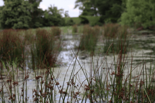 A serene wetland scene with tall grasses and water, surrounded by lush greenery and trees in the background.