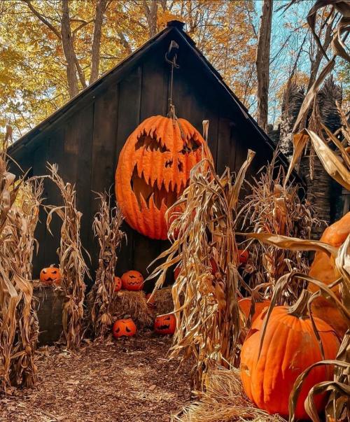 A spooky Halloween scene featuring a large carved pumpkin and smaller jack-o'-lanterns surrounded by corn stalks.