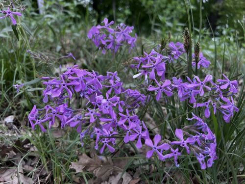 A cluster of vibrant purple flowers growing among green grass and leaves.