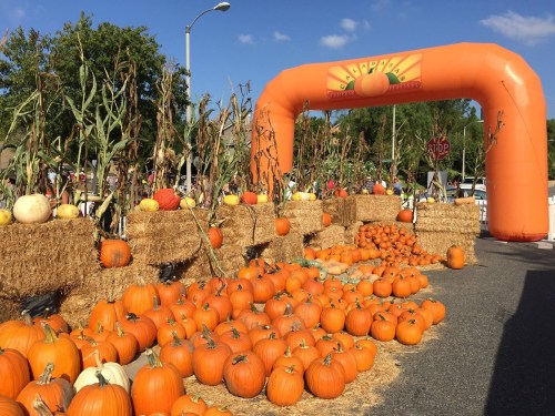 A festive pumpkin display with hay bales and an inflatable archway, set against a clear blue sky.