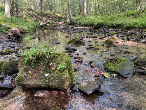 A serene forest stream with moss-covered rocks and gentle water flow, surrounded by lush greenery and trees.
