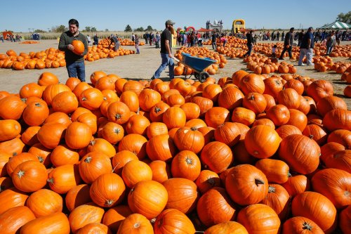 A busy pumpkin patch with people selecting pumpkins among large piles of bright orange pumpkins on a sunny day.