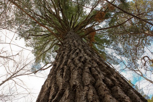 A tall tree viewed from the ground, showcasing its textured bark and lush green canopy against a cloudy sky.