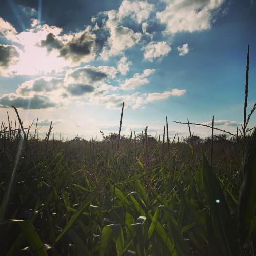A sunny sky with scattered clouds above a field of tall green corn plants.