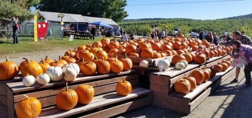 A vibrant pumpkin patch with rows of orange and white pumpkins on wooden tables, surrounded by visitors enjoying the day.