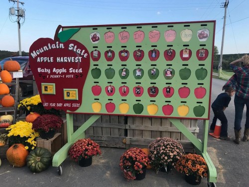 A colorful display board for a baby apple seed voting event, featuring apple-shaped slots and photos of participants.