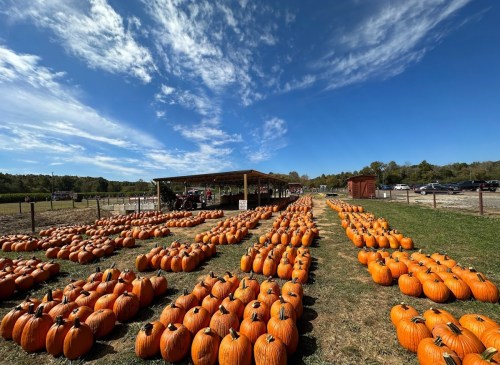 A pumpkin patch with rows of bright orange pumpkins under a blue sky, with a barn in the background.