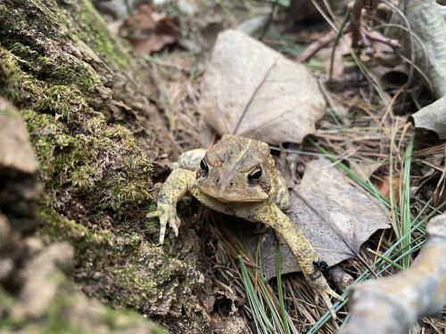 A close-up of a frog resting on the ground among leaves and pine needles in a natural setting.