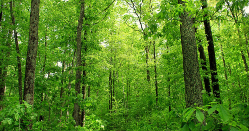 Lush green forest with tall trees and dense foliage, creating a vibrant, serene natural environment.