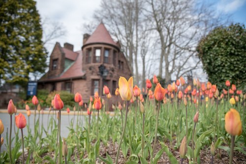 Colorful tulips in bloom in the foreground, with a historic house and trees in the background under a cloudy sky.