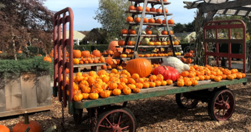 A rustic cart overflowing with various pumpkins, set in a garden with trees and a display of pumpkins in the background.
