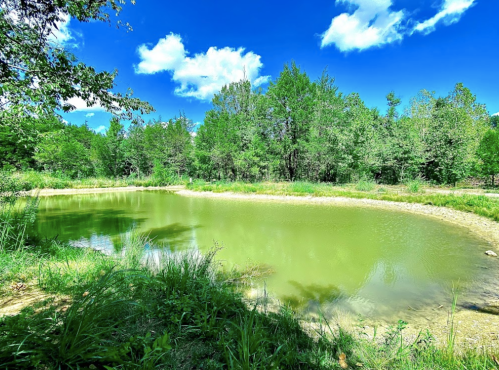 A serene pond surrounded by lush greenery and trees under a bright blue sky with fluffy white clouds.