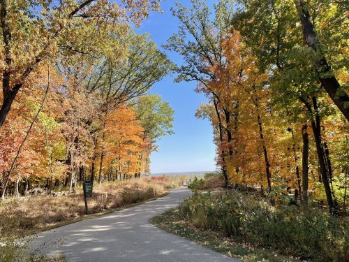 A winding path through vibrant autumn trees with colorful leaves under a clear blue sky.