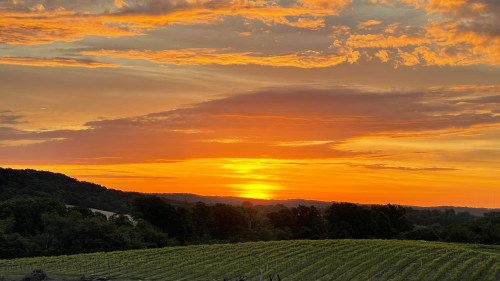 A vibrant sunset over a vineyard, with rolling hills and colorful clouds in the sky.
