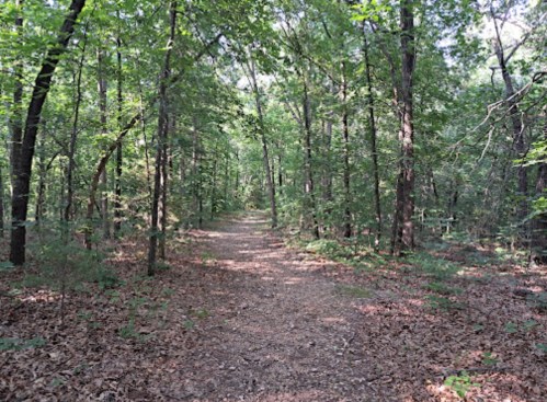 A serene forest path surrounded by lush green trees and scattered leaves on the ground.