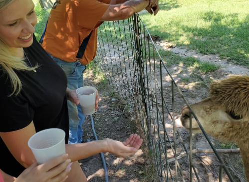 A woman and a man feed an alpaca at a farm, both holding cups and smiling in a sunny outdoor setting.