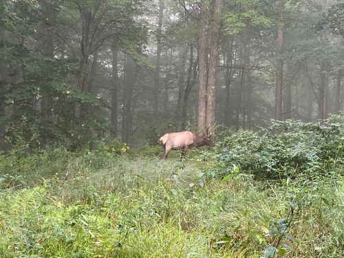 A deer stands in a misty forest, surrounded by lush greenery and trees.