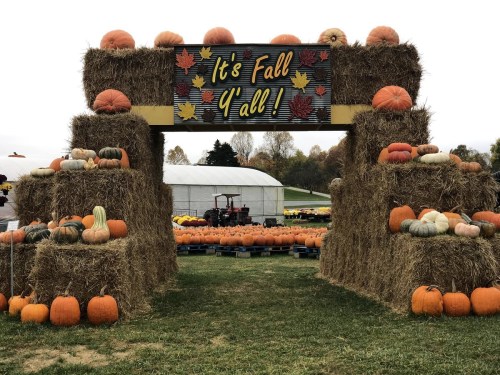 A festive fall display featuring hay bales, pumpkins, and a sign that reads "It's Fall Y'all!" in a pumpkin patch.