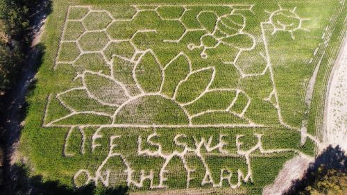 Aerial view of a corn maze featuring a sunflower, bees, and the text "Life is Sweet on the Farm."