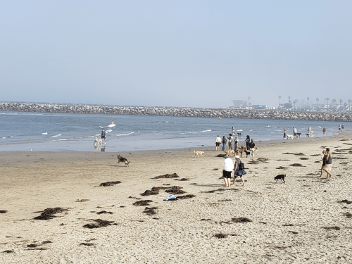 A beach scene with people and dogs walking along the shore, with a foggy background and a rocky jetty in the distance.