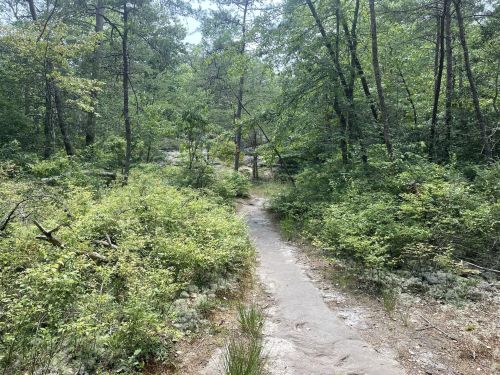 A narrow, winding path through a lush green forest with trees and shrubs on either side.