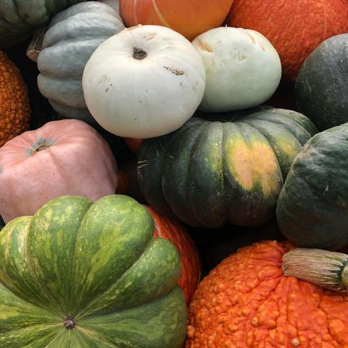 A variety of pumpkins and gourds in different colors and shapes, arranged together in a harvest display.