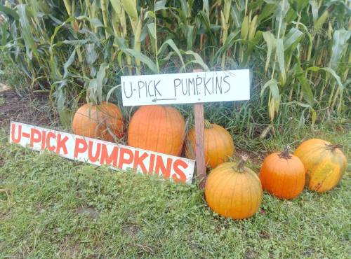 A sign for "U-Pick Pumpkins" next to several orange pumpkins in a grassy area near a cornfield.