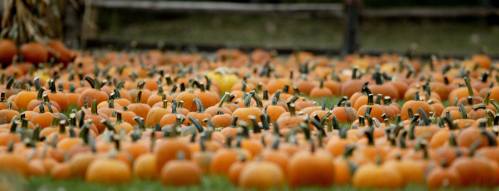 A field filled with numerous orange pumpkins, some with green stems, under a cloudy sky.