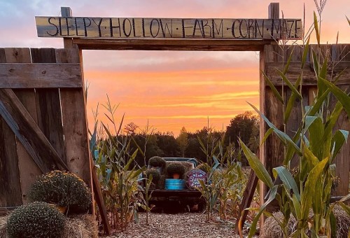 Entrance to Sleepy Hollow Farm Corn Maze at sunset, framed by corn stalks and decorative plants.