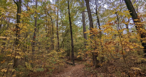 A serene forest path surrounded by trees with vibrant autumn leaves in shades of yellow and orange.
