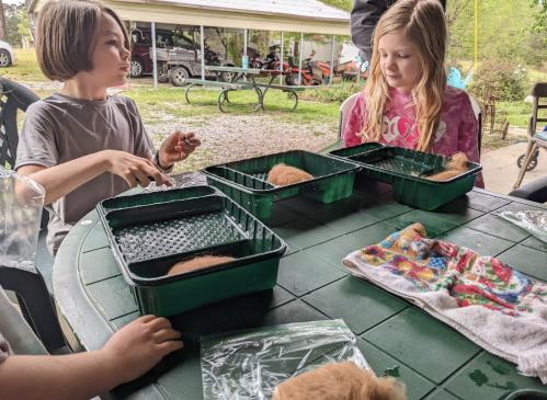 Two children sit at a table with green trays, each containing small, fluffy animals, surrounded by towels and bags.