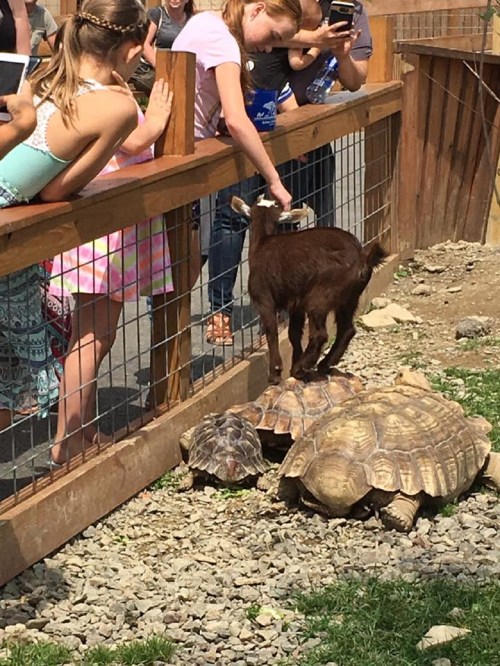 A group of children watch as a girl pets a goat near two large tortoises in a petting zoo.