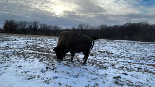 A bison grazes on a snowy field under a cloudy sky, with trees in the background.