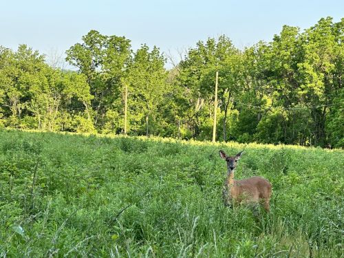 A deer stands in a lush green field surrounded by trees and power lines under a clear sky.