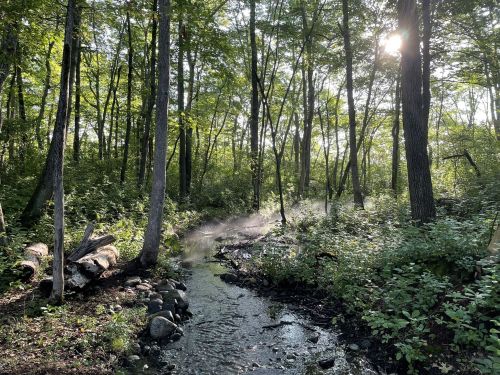 A serene forest scene with a stream, sunlight filtering through trees, and mist rising from the water.