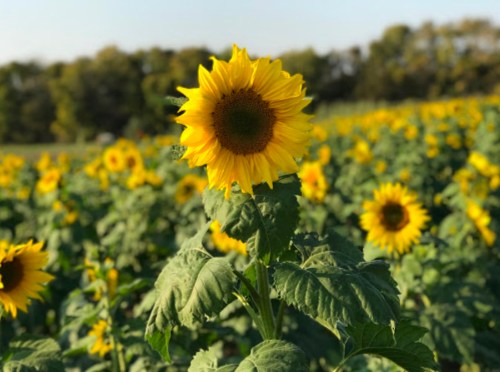 A vibrant sunflower stands tall in a field filled with blooming sunflowers under a clear sky.