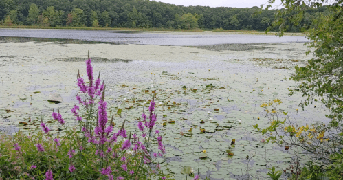 A serene lake scene with purple flowers in the foreground and lush greenery surrounding the water.