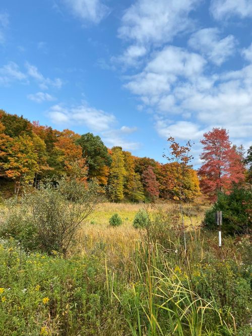 A vibrant landscape featuring autumn foliage with colorful trees, a grassy field, and a blue sky with clouds.