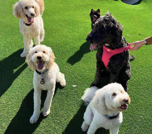 Five dogs of various breeds sit on green artificial grass, looking happy and playful in the sunlight.