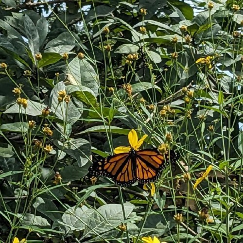 A vibrant monarch butterfly perched on yellow flowers amidst lush green foliage.
