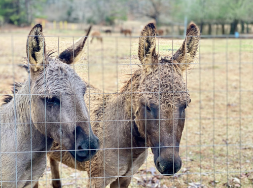 Two donkeys with wet fur stand close together behind a wire fence in a grassy field.