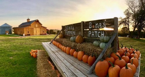 A rustic pumpkin patch with a wooden sign, pumpkins, and a barn in the background under a sunset sky.