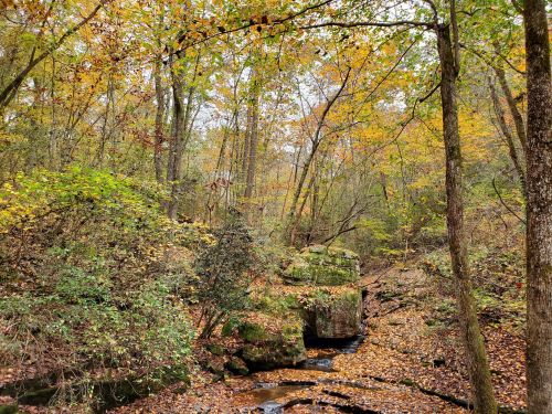 A serene forest scene with autumn leaves, a small stream, and rocky outcrops surrounded by trees.